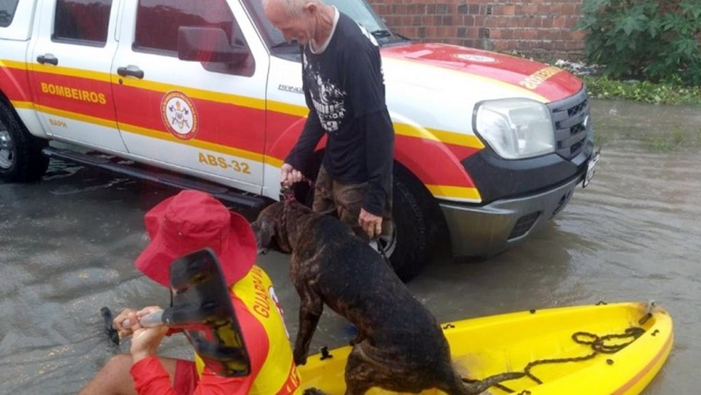 Animal também foi resgatado pelos bombeiros após grande volume de chuva em João Pessoa — Foto: Divulgação/Corpo de Bombeiros Militares da Paraíba 