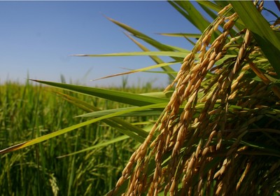 agricultura_arroz (Foto: Paulo Rossi/Ed. Globo)