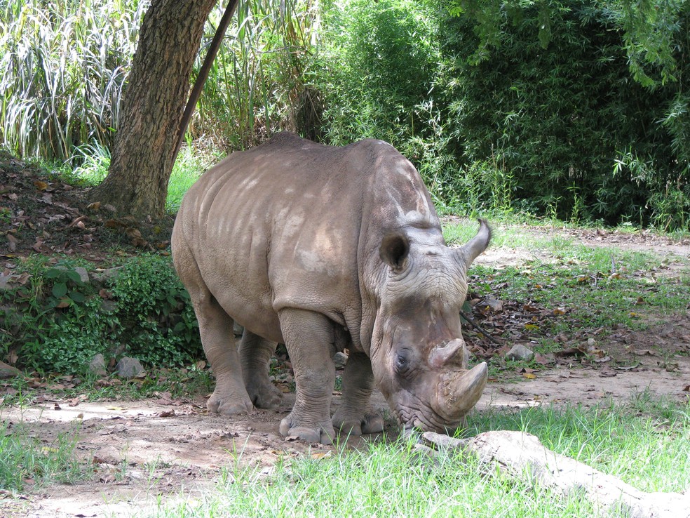 Rinoceronte Luna completa 51 anos nesta terça-feira (4) — Foto: Suziane Fonseca/Fundação de Parques Municipais e Zoobotânica