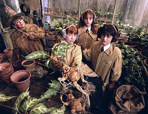 Miriam Margolyes em cena com Daniel Radcliffe, Emma Wtason e Rupert Grint nos filmes da saga Harry Potter (Foto: Divulgação)