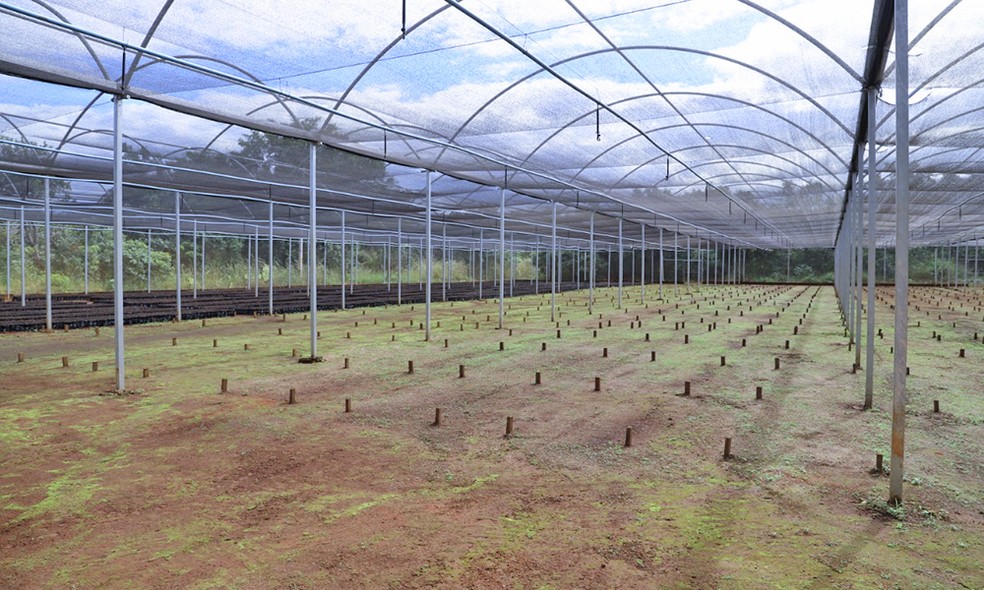 Projeto quer produzir 350 mil mudas este ano — Foto: Thuanny Vieira/Governo do Tocantins