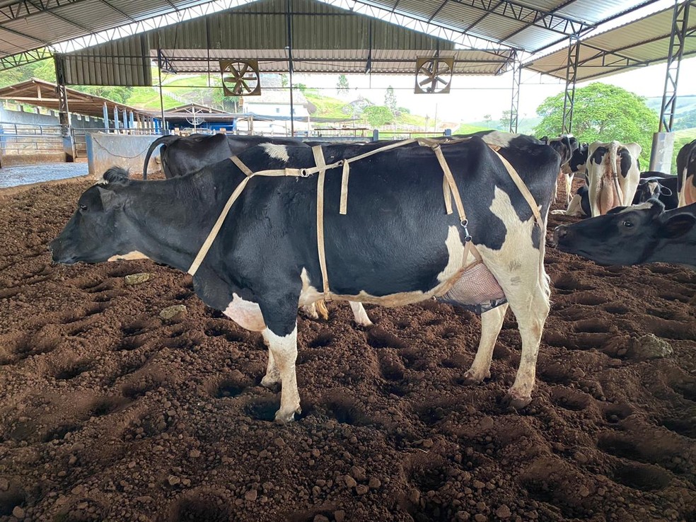 Vaca utilizando o 'sutiã' para ajudar na sustentação do úbere — Foto: Fazenda Zuniga/Divulgação