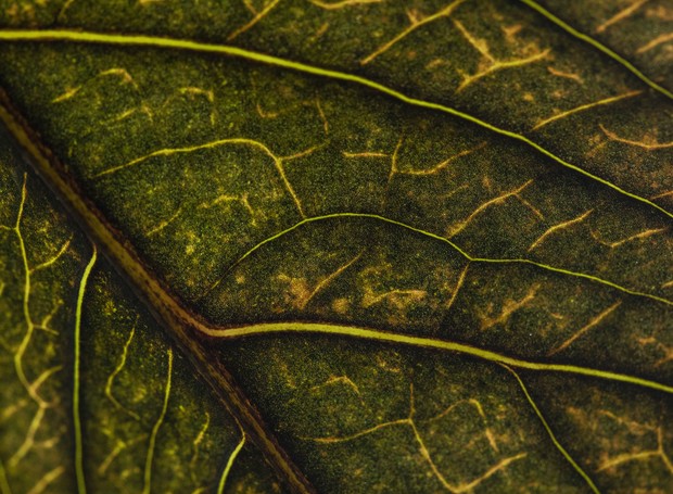 Imagem em detalhe das nervuras da Cyrtosperma jonhstonii (Foto: João Marcos Rosa/Divulgação)