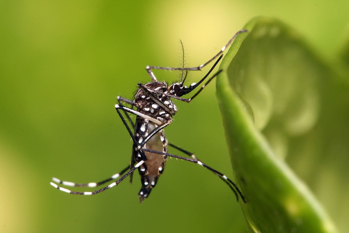O mosquito Aedes aegypti, transmissor da dengue (Foto: Muhammad Mahdi Karim / Wikimedia Commons)