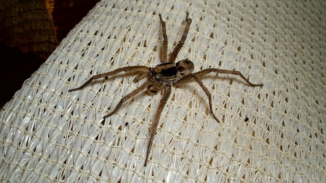 Fotografia de uma Lycosa erythrognatha ( aranha-lobo), a espécie de aranha que foi utilizada para a necrobótica (Foto: Wikimedia Commons \ Bidgee)