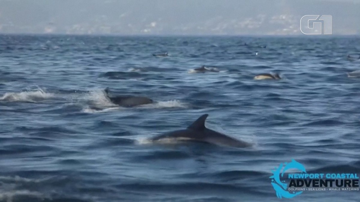 Centenas de golfinhos são vistos na Califórnia thumbnail