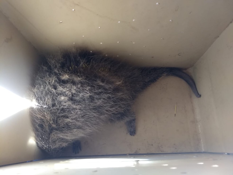Animal tem hÃ¡bitos noturnos e vive principalmente em Ã¡rvores, segundo pesquisador â€” Foto: Corpo de Bombeiros/DivulgaÃ§Ã£o