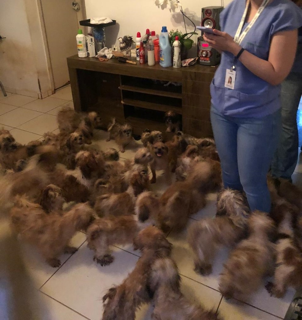 Cães viviam soltos pela casa em bairro de Rio Preto — Foto: Arquivo Pessoal