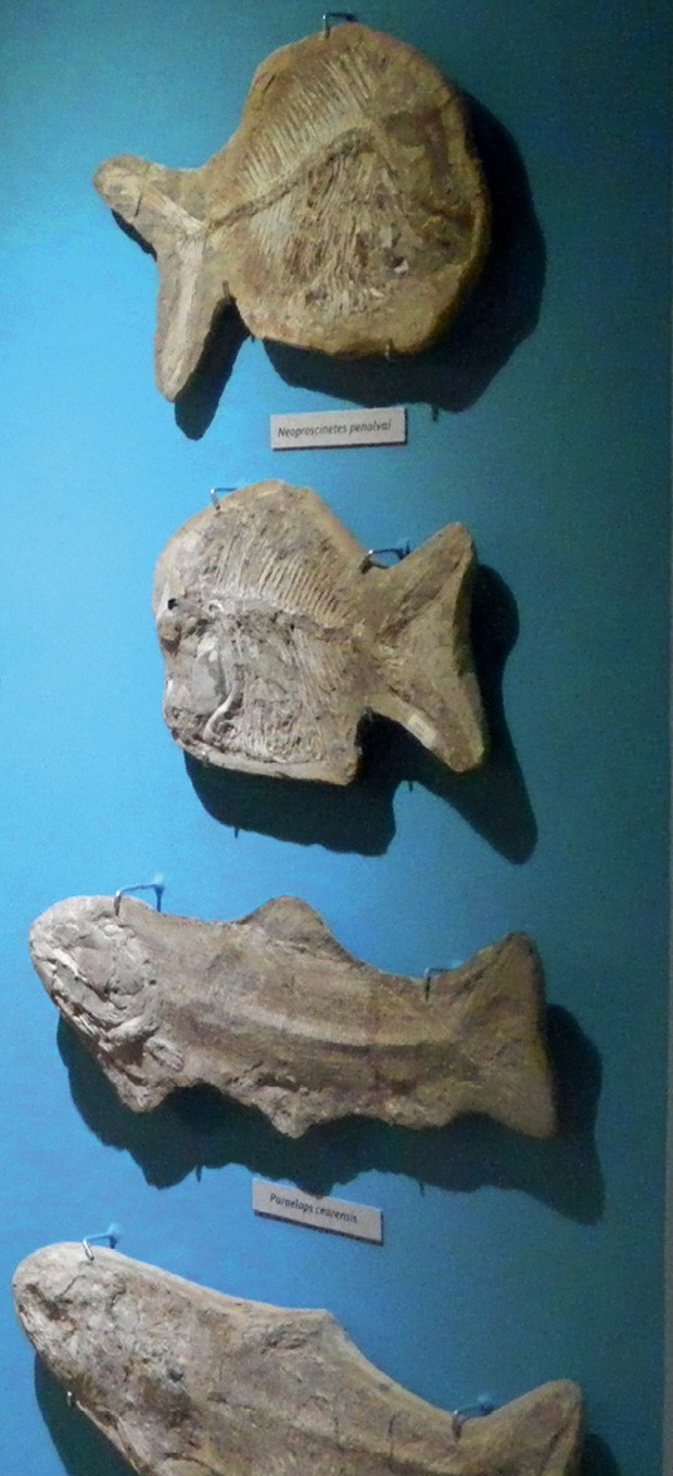 Museu de Paleontologia da Urca (CE) (Foto: Divulgação)