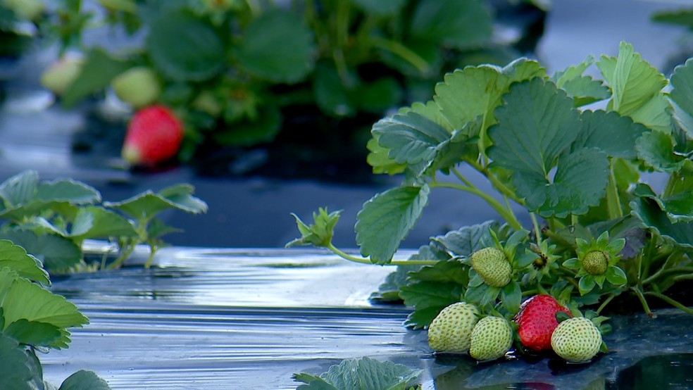 Produtores de Piedade colhem safra de morango &mdash; Foto: Reprodu&ccedil;&atilde;o/TV TEM
