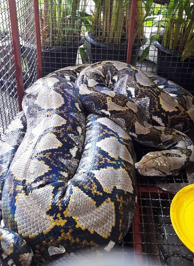 Cobra de mais de sete metros foi encontrada perto de restaurante em Bangcoc (Foto: Reprodução/Facebook/Bombeiros de Talat Phlu)