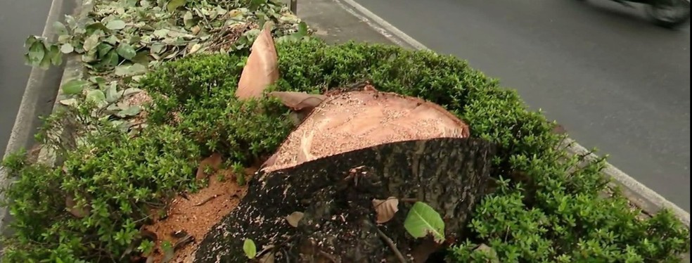 O Ipaam autorizou a Seminf cortar as árvores para obras de alargamento da pista e construção de uma passarela. — Foto: Rede Amazônica