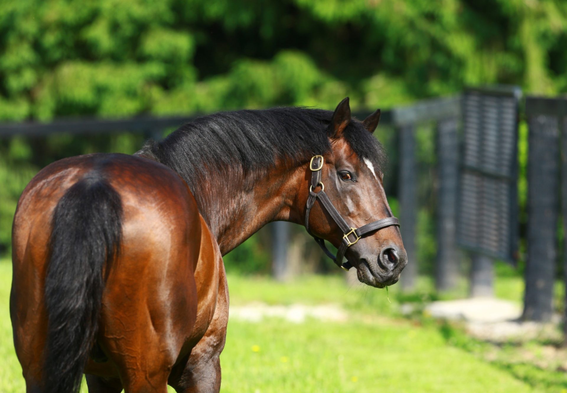 Fusaichi Pegasus, cavalo mais caro do mundo (Foto: Divulgação )
