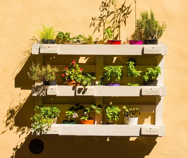 A collection of herbs and other plants displayed on a painted wooden pallet on a wall outside a house in the historic medieval village of Buonconvento in Siena Province, Tuscany, Italy (Foto: Getty Images/iStockphoto)