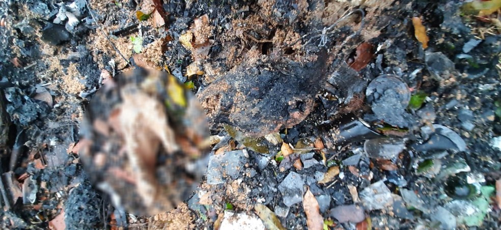 Homem foi preso após matar animais domésticos em Presidente Epitácio (SP) — Foto: Marcelo Casarini