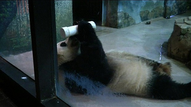 O filhote de panda Bei Bei, no zoológico da Instituição Smithsonian, em Washington (Foto: Reuters) O filhote de panda Bei Bei, no zoológico da Instituição Smithsonian, em Washington (Foto: Reuters)