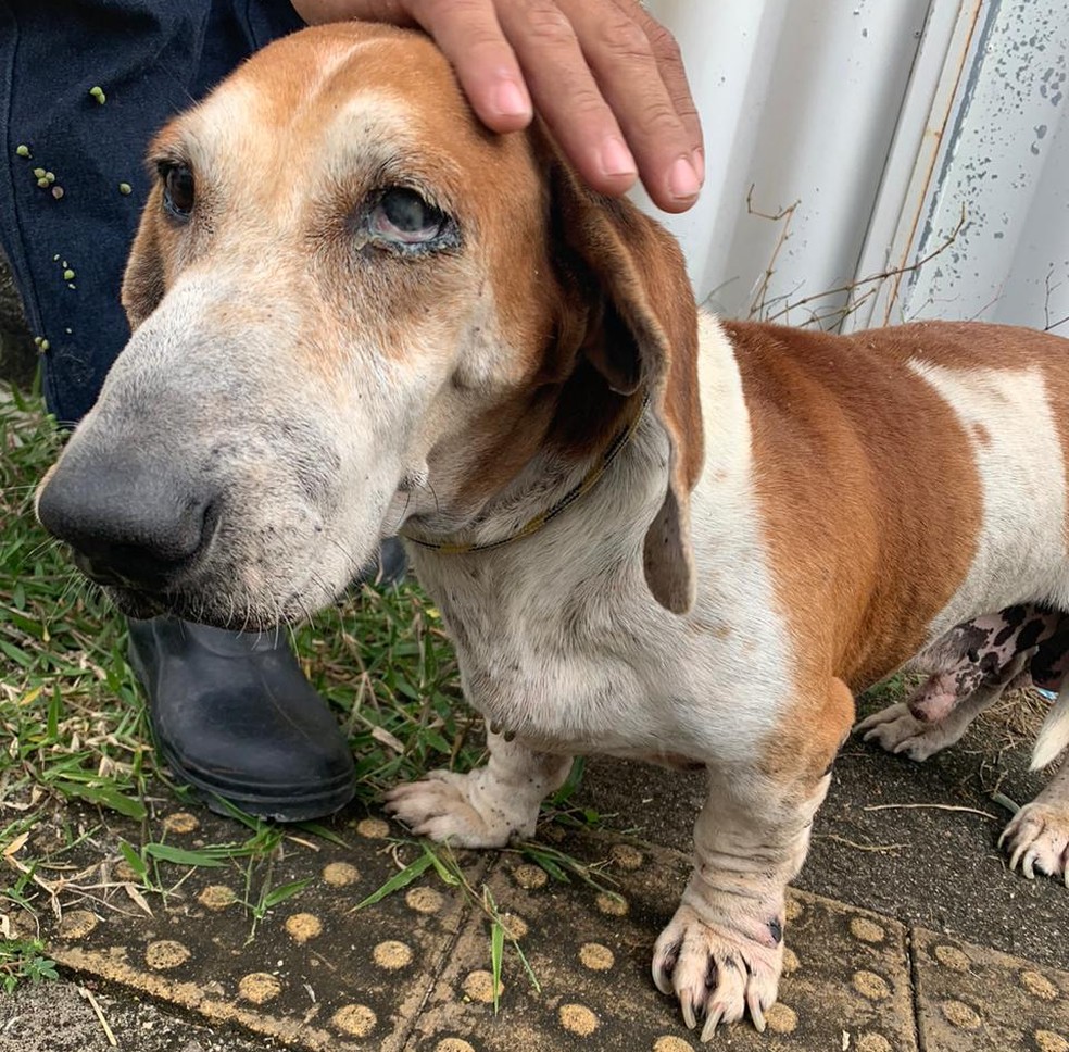 Três cães em situação de maus-tratos e abandono são resgatados na Grande  Natal | Rio Grande do Norte | G1