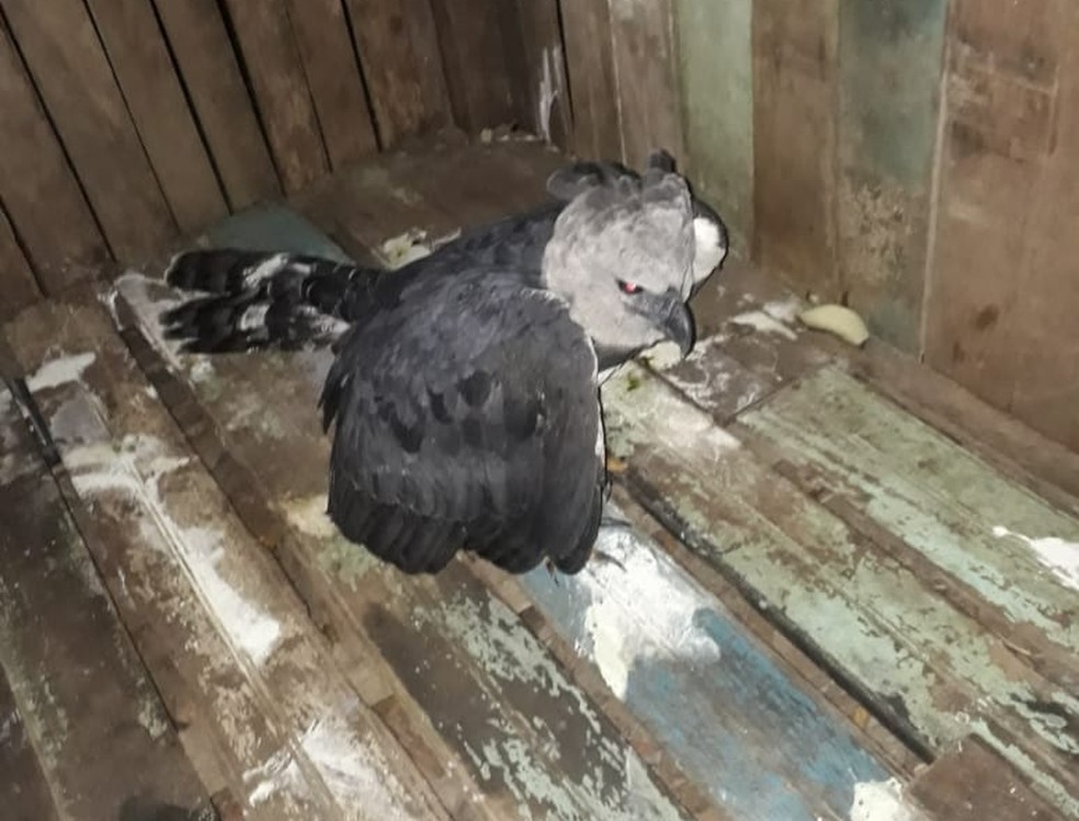 Animal foi levado por bombeiros para o Cetas, que fica em Rio Branco â Foto: DivulgaÃ§Ã£o/Corpo de Bombeiros do Acre