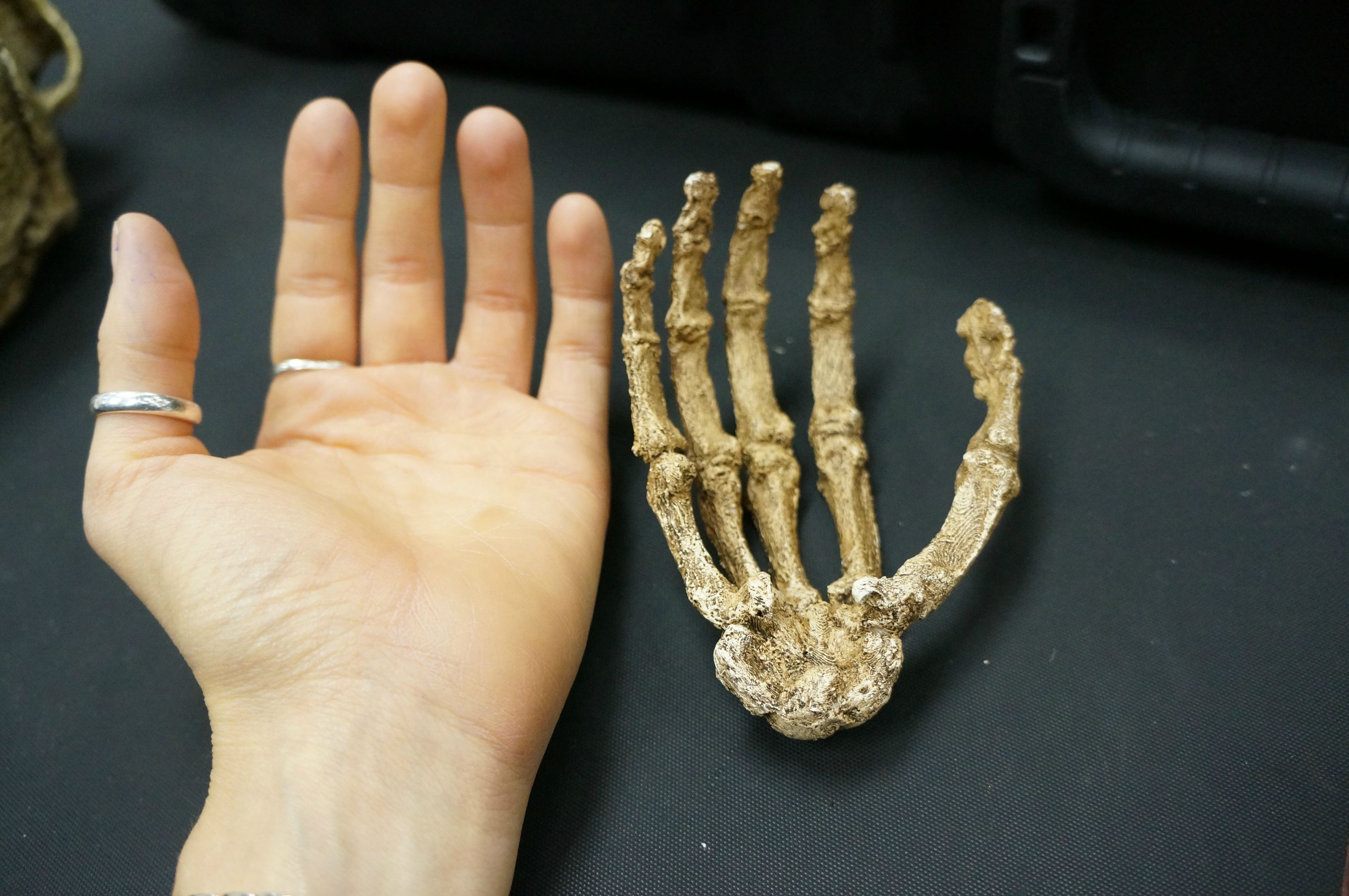 mão humana comparada com a mão do hominídeo - os dedos eram bem mais curvos (Foto: Reprodução)