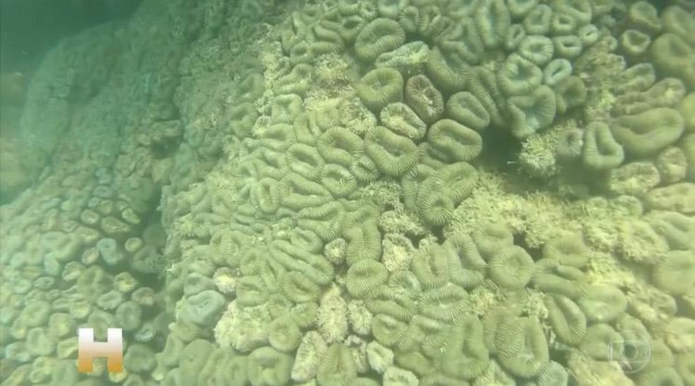 Aumento da temperatura do mar provocou branqueamento dos corais em Alagoas — Foto: Reprodução/Jornal Hoje