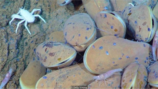 Fontes hidrotermais profundas abrigam formas de vida extraordinariamente diversas (Foto: UNIVERSAL HISTORY ARCHIVE via BBC News Brasil)