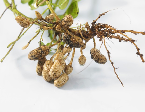 3 dicas essenciais para plantar amendoim em casa (Foto: Getty Images/EyeEm)