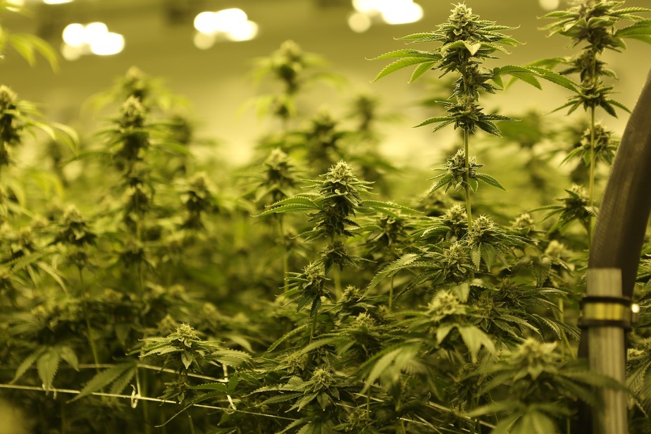 Pela primeira vez, Anvisa libera cultivo de cannabis para pesquisa científica