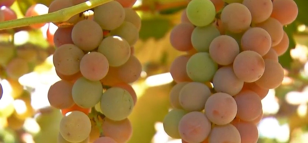 Nelson cultiva uva branca e rosa na propriedade dele em Sinop (MT) — Foto: Reprodução/TVCA