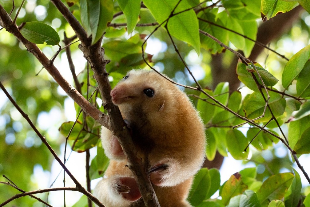 Animal possui olhos negros e pequenos e um focinho mais curto do que os demais tamanduás — Foto: Karina Molina/Divulgação