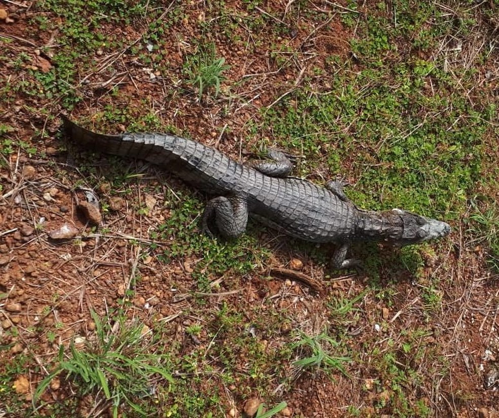 Animal resgatado foi devolvido Ã  natureza â Foto: DivulgaÃ§Ã£o/ PM Ambiental 