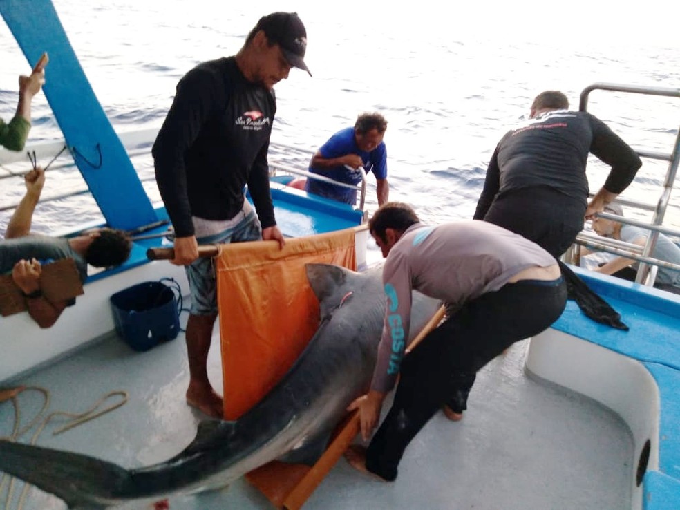 Tubarões são capturados para instalação de transmissores — Foto: André Afonso/Acervo pessoal 
