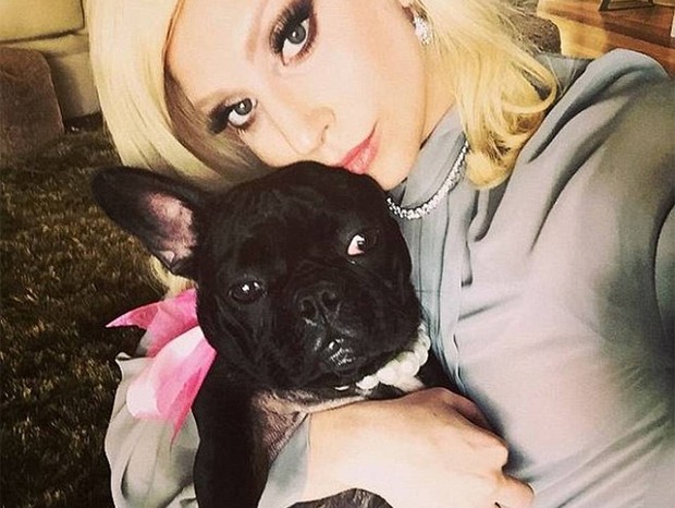 Miss Asia é a única cachorrinha de Lady Gaga que foi resgatada na ação (Foto: Reprodução / Instagram)