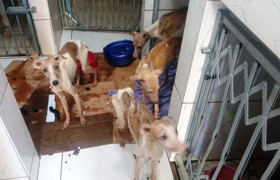 Seis cães foram encontrados em condições de maus-tratos em Praia Grande, SP (Foto: Divulgação/PMA)
