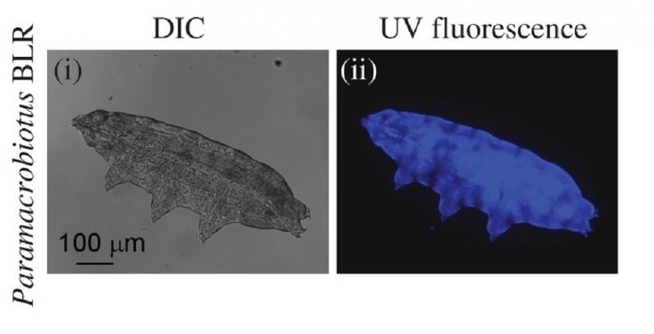 Sob a luz ultravioleta, os tardígrados tornaram-se azuis (Foto: SUMA ET AL., BIOLOGY LETTERS (2020))