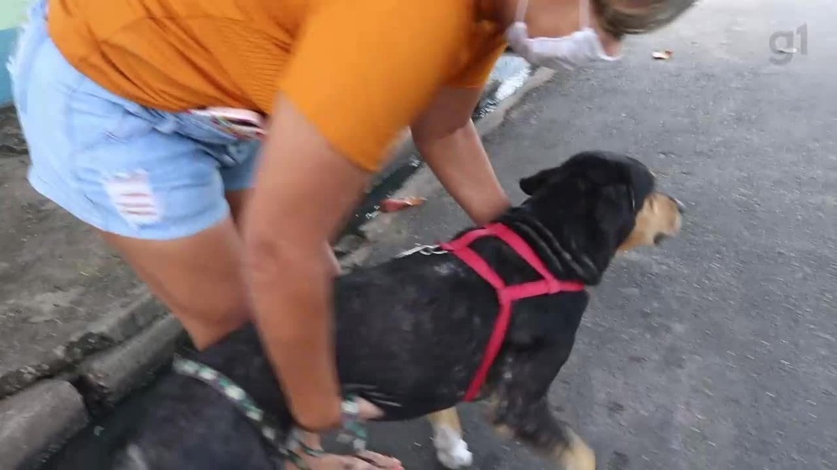 Cachorro que viralizou seguindo carro em Teresina é adotado e ganha um novo lar; vídeo | Piauí
