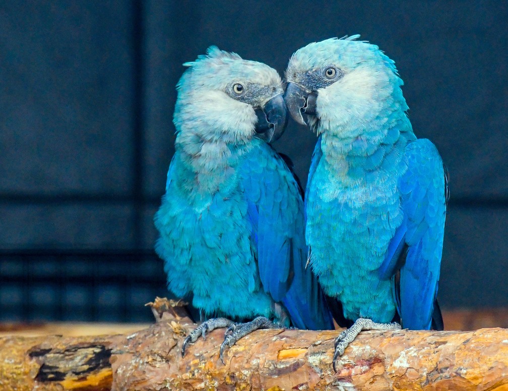 Arara-azul (Cyanopsitta spixii) da Association for the Conservation of Threatened Parrots. â Foto: Patrick Pleul/dpa-Zentralbild/dpa Picture-Alliance/via AFP