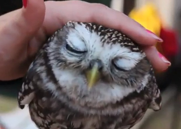 Em vídeo, coruja fecha os olhos para 'aproveitar' carinho na cabeça (Foto: Reprodução)