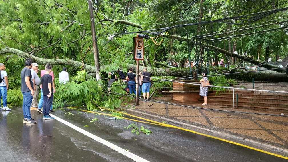 Árvore cai em Avenida de São Carlos, em São Carlos, durante chuva  — Foto: Prefeitura/Divulgação
