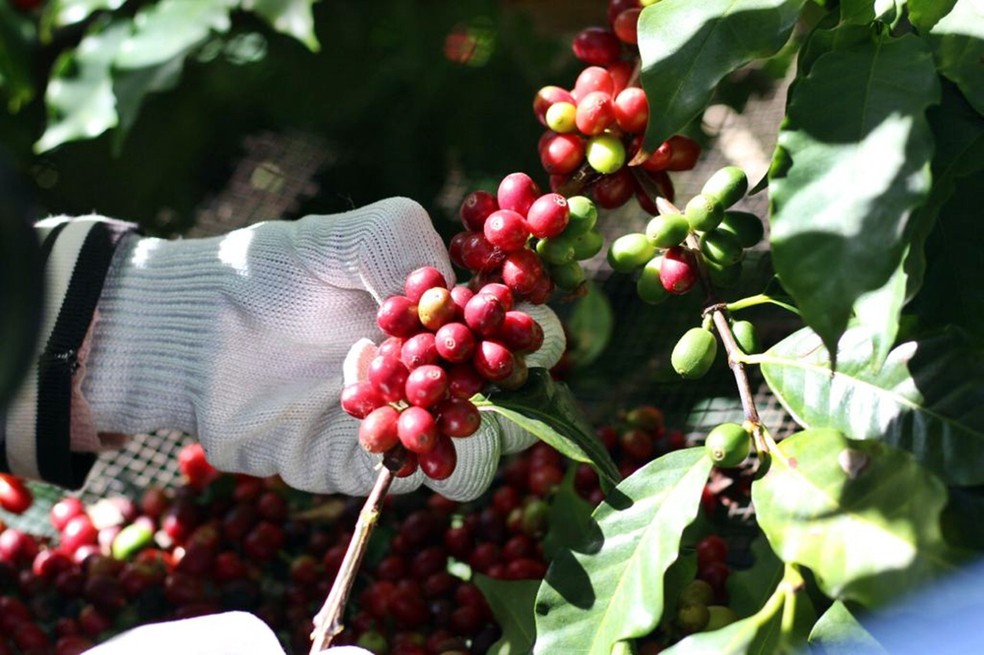 Acidez fosfórica do café é uma característica diretamente ligada à terra roxa do norte do Paraná. — Foto: Divulgação BSCA