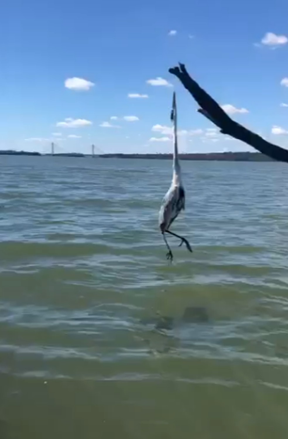 Garça presa em linha de pesca é resgatada por família de pescadores no Rio Paranaíba em MS — Foto: Marcio Alexandre/Arquivo Pessoal