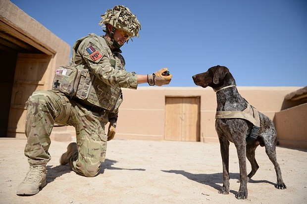 O cão Hertz é pioneiro na detecção de dispositivos eletrônicos (Foto: Royal Airforce/ Reprodução)