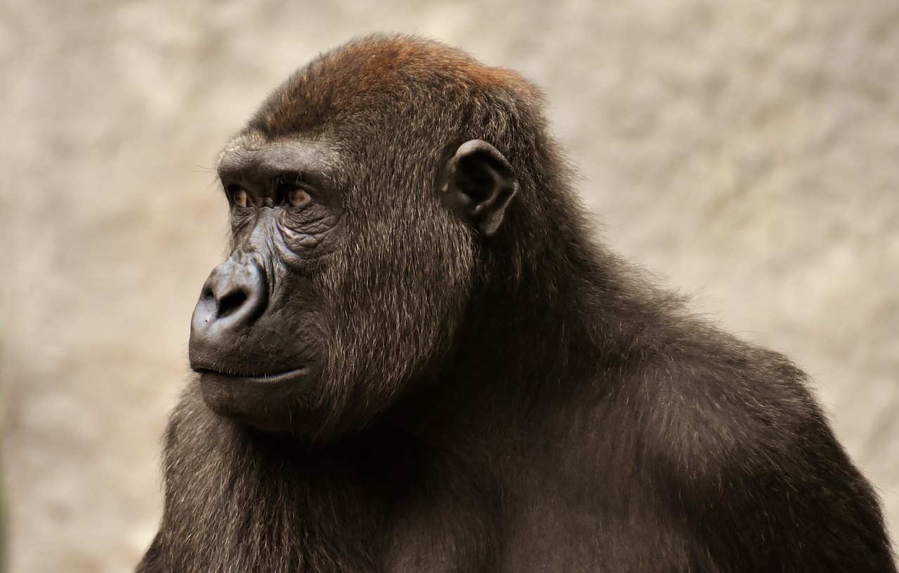 A forma mais letal da malária passou de gorila para humanos há 50 mil anos (Foto: Pixabay)