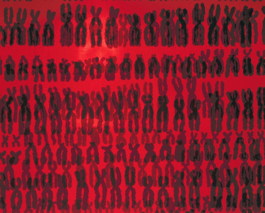 UNITED KINGDOM - NOVEMBER 19:  Detail of chromosome exhibit on the wall surrounding the 'Live Science' area of the 'Who Am I?' Gallery in the Wellcome Wing at the Science Museum, London, May, 2001. 'Who Am I?' looks at what contemporary biomedical science (Foto: SSPL via Getty Images)