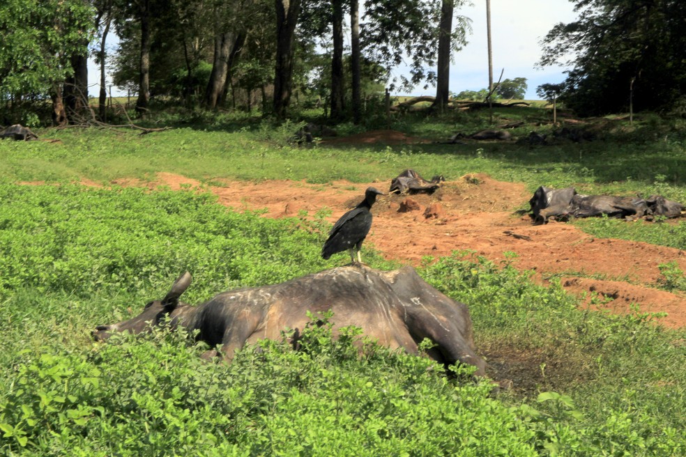 Polícia encontrou carcaças de búfalos em fazenda de Brotas — Foto: Fabio Rodrigues/g1
