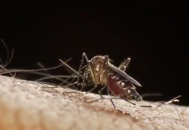 Vídeo mostra mosquito Aedes aegypti no momento da picada (Foto: Sanofi Pasteur/Divulgação)