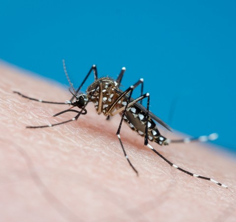 Dengue, chikungunya e zika merecem atenção redobrada no verão
