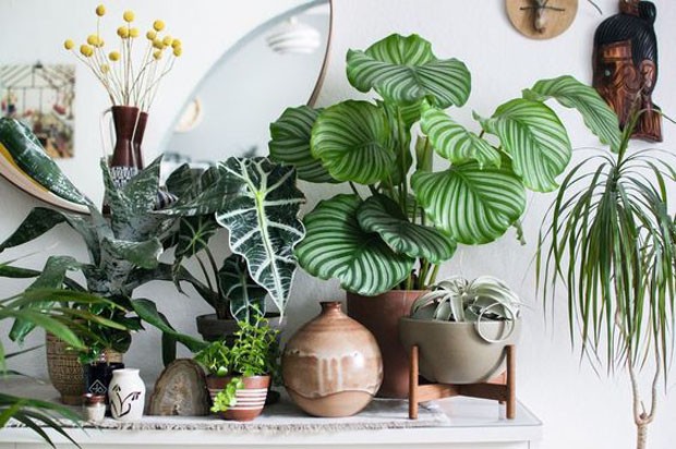 10 plantas com 'estampas' incríveis para ter em casa - Casa Vogue |  Paisagismo
