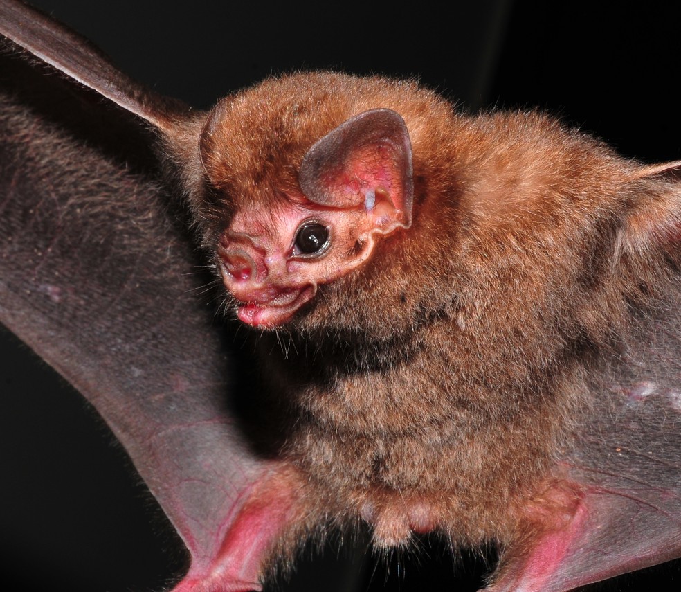 Morcego-vampiro-de-pernas-peludas se alimenta de sangue de aves de médio e grande porte (Foto: Vinícius C. Cláudio)