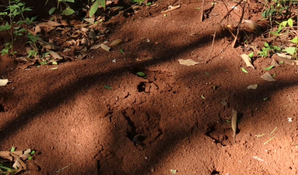 Marcas no chão de terra indicam as pegadas do felino, conforme veterinário — Foto: Hugo Mendes/RPC