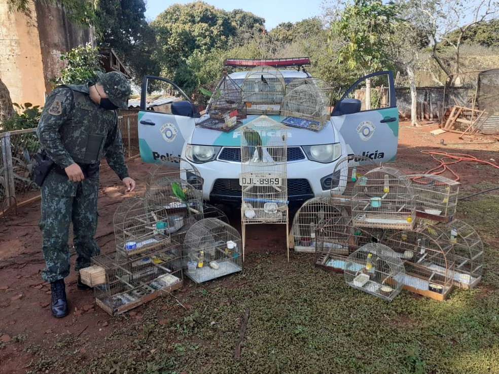 Mulher &eacute; multada em R$ 22 mil por manter p&aacute;ssaros em cativeiro em Santa Cruz do Rio Pardo &mdash; Foto: Pol&iacute;cia Ambiental/Divulga&ccedil;&atilde;o